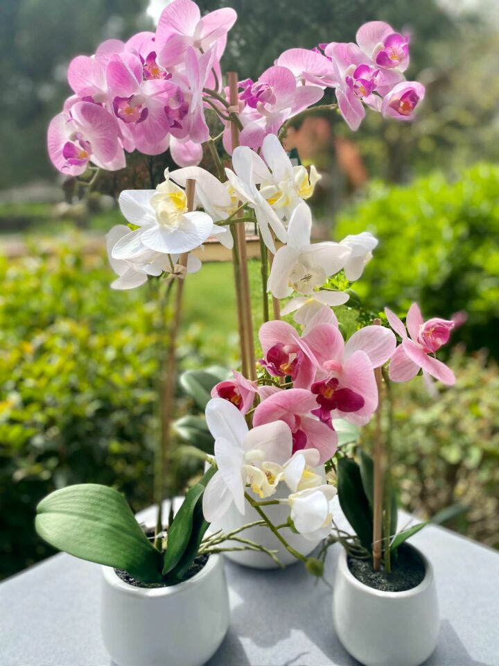 Beyaz Saksılı Orkide 48 cm