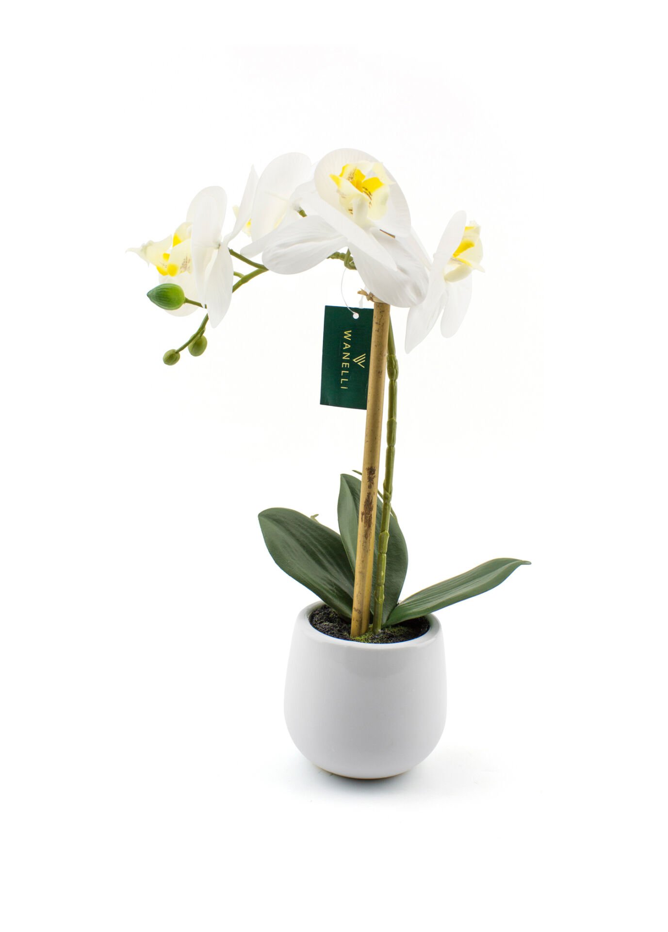 Beyaz Saksılı Orkide 48 cm