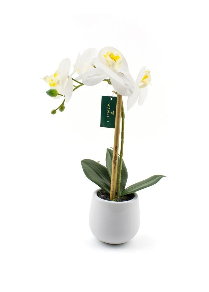 Beyaz Saksılı Orkide 48 cm